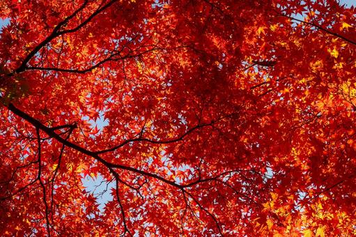 もみじ公園の秋⑷ 秋,紅葉,モミジの写真素材