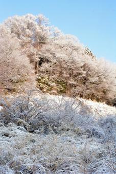 雪の翌朝 風景,雪景色,樹木の写真素材