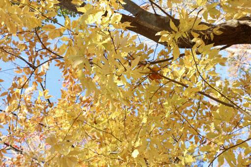 黄色の紅葉の写真