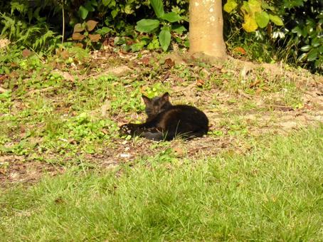 郊外の草地でくつろぐ黒い猫 猫,生き物,生物の写真素材