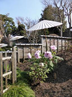 鎌倉の鶴岡八幡宮・春のぼたん園その6 鎌倉の鶴岡八幡宮・春のぼたん園その6の写真