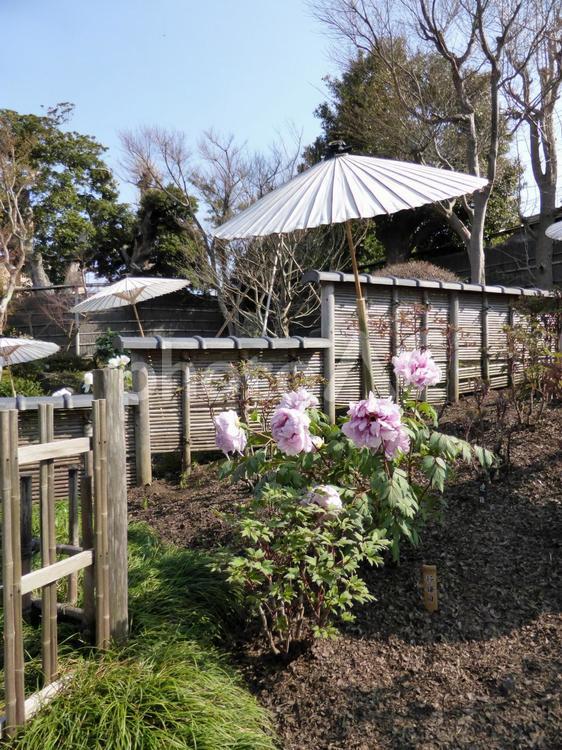 鎌倉の鶴岡八幡宮・春のぼたん園その６ 鶴岡八幡宮,ぼたん,花の写真素材