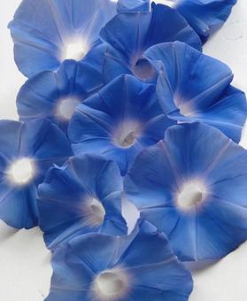 朝顔 朝顔,花,青いの写真素材