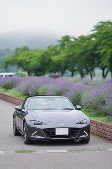 スポーツカーとラベンダー スポーツカーとラベンダーの写真