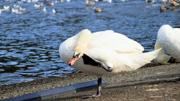 沼津市西浦木負の岸壁のコブハクチョウ 海,秋,水鳥の写真素材