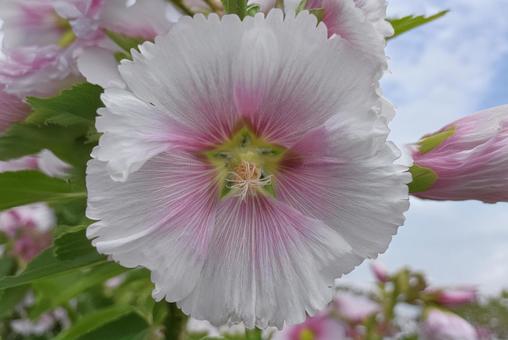 芙蓉の花 芙蓉の花の写真