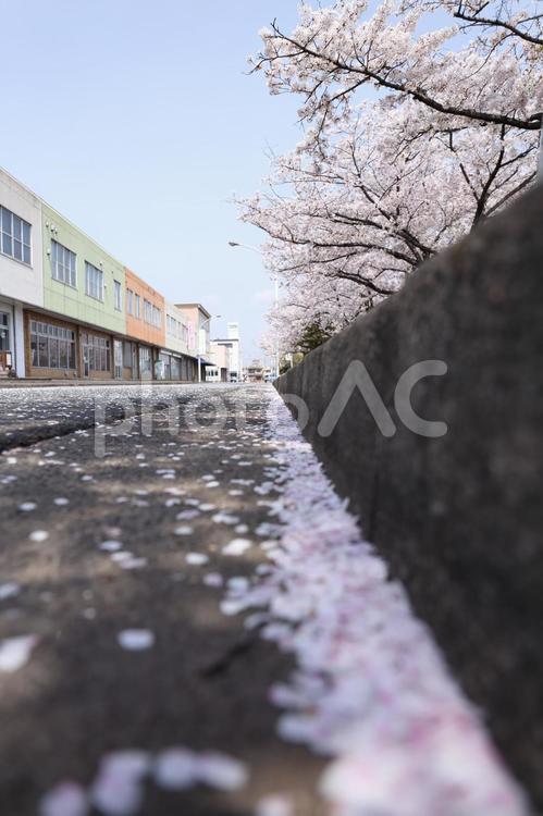 桜 桜,花弁,ピンクの写真素材