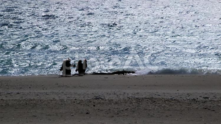早春の中田島砂丘 中田島砂丘,海,観光地の写真素材