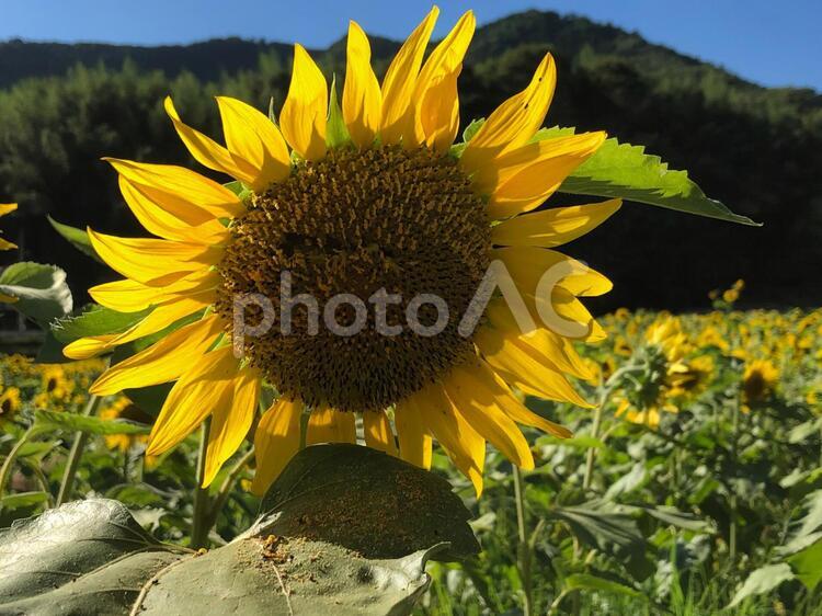 佐用町のひまわり 向日葵,夏,花の写真素材