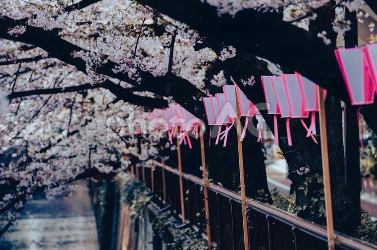 ［東京都目黒区］目黒川の桜 提灯,ちょうちん,目黒川の写真素材