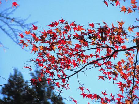 山の紅葉風景 紅葉,葉,木々の写真素材