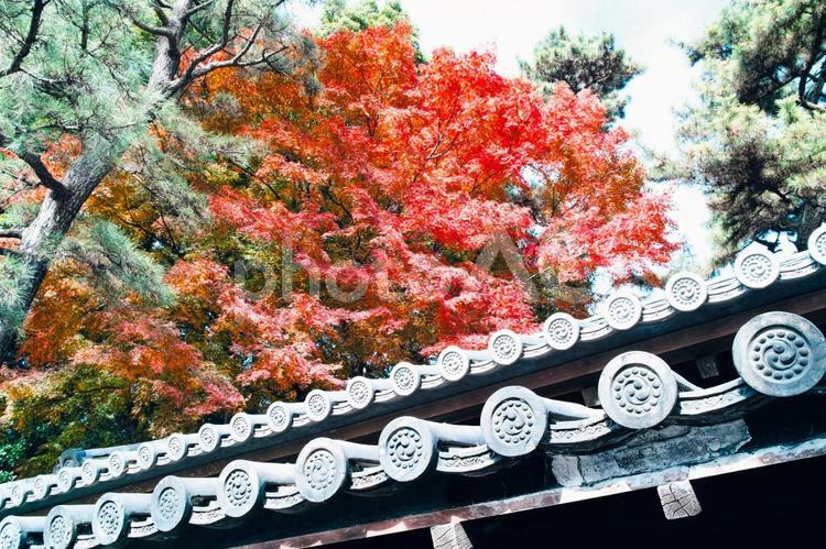 瓦ともみじ 瓦,木造,紅葉の写真素材