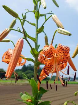 ユリ ユリ ゆり,ユリ,花の写真素材