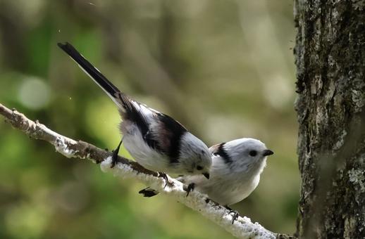 シマエナガ シマエナガ しまえなが,北海道,野鳥の写真素材