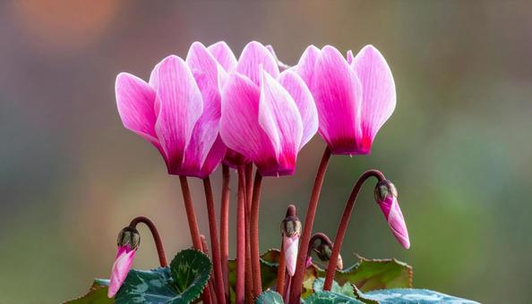シクラメンの花 シクラメンの花の写真