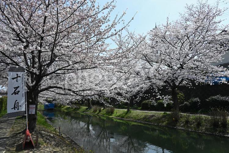 京都　伏見　桜　2022年 京都,伏見,桜の写真素材