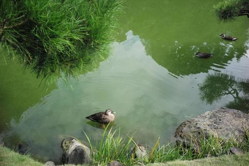 庭園の池を泳ぐ鴨たち 庭園の池を泳ぐ鴨たち 庭園,池,鴨の写真素材