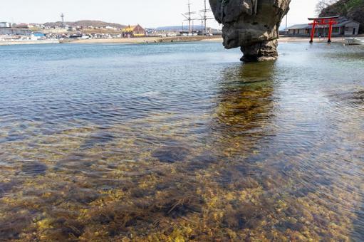 海の水の中の藻 海の水の中の藻 道南,江差,かもめの遊歩道の写真素材