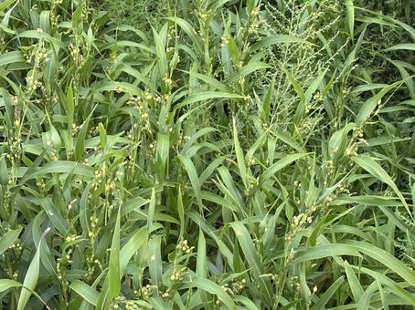 緑に茂るジュズダマ 緑に茂るジュズダマ ジュズダマ,植物,野草の写真素材