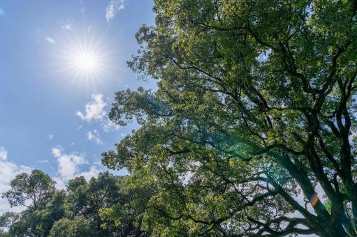 木々の間から差し込む太陽 木々の間から差し込む太陽 太陽,光,青空の写真素材