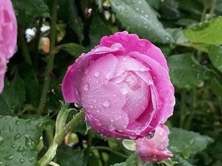 濡れたバラ(蕾) 濡れたバラ(蕾)の写真