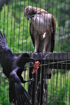 Photo, kumataaka, crow, bird, 