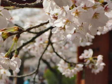 Cherry blossom blur background-11, JPG