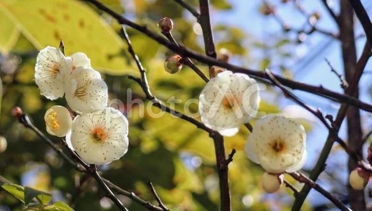 梅の香りは変わらない 自然,梅,白梅の写真素材