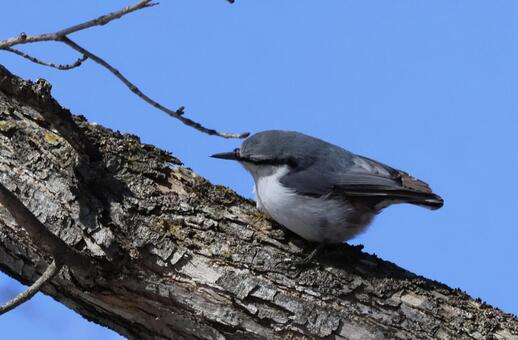 ゴシュウカラ 北海道,野鳥,鳥の写真素材