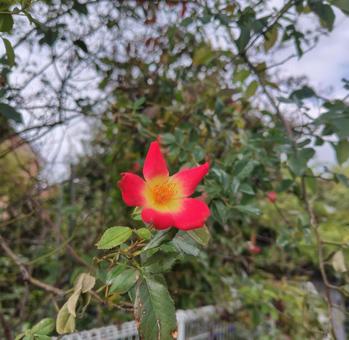 Photo, plant, flower, wood, 