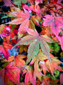 紅葉 紅葉の写真