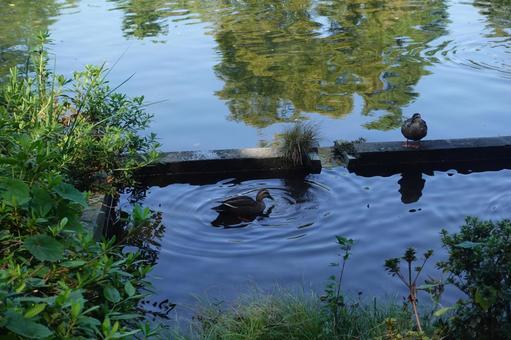 かも かも かも,鳥,池の写真素材