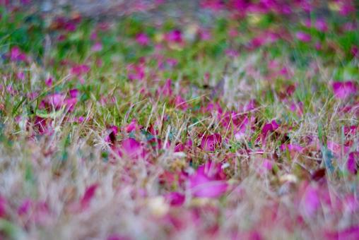落花の写真