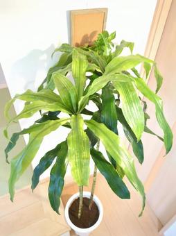 観葉植物 アオワーネッキー 10号鉢 観葉植物 アオワーネッキー 10号鉢 観葉植物,アオワーネッキー,インテリアグリーンの写真素材
