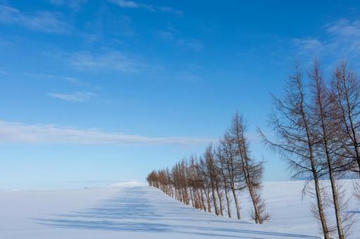 雪原に影を落としながら続く並木 雪原に影を落としながら続く並木の写真
