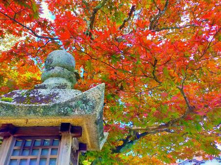 紅葉と石灯籠を見上げる秋の高野山 紅葉と石灯籠を見上げる秋の高野山 紅葉,秋,石灯籠の写真素材