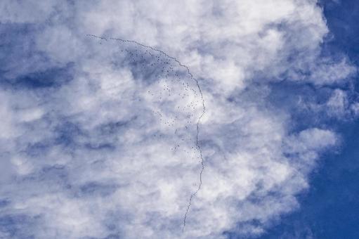 ＜素材＞上空を飛ぶ渡り鳥の弓型の編隊飛行 鳥,渡り鳥,野鳥の写真素材