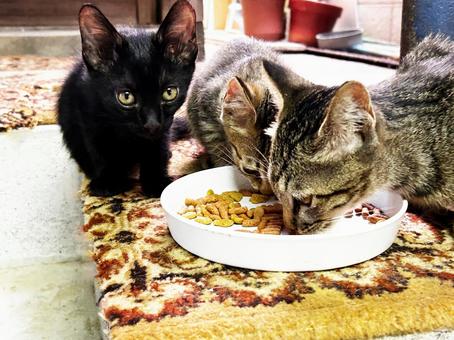 親子で食事中 親子で食事中の写真