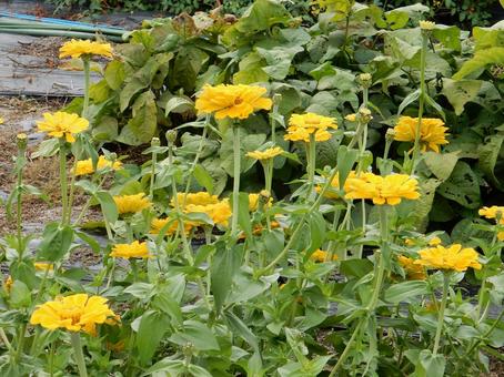 【花の写真】 ヒャクニチソウ(百日草) 【花の写真】 ヒャクニチソウ(百日草) 百日草,ヒャクニチソウ,植物の写真素材