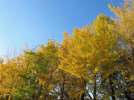 いちょうの黄葉 いちょうの黄葉 いちょう,黄葉,秋の写真素材