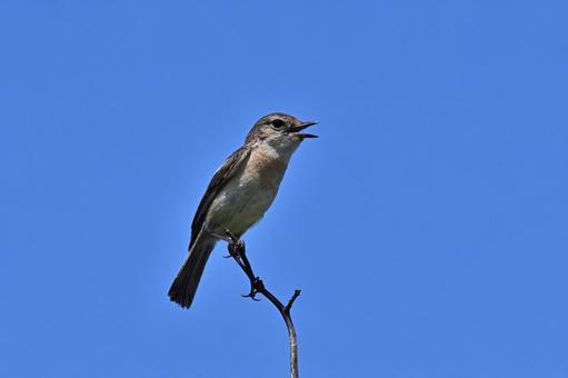 ノビタキ ノビタキ,野鳥,スズメ目の写真素材