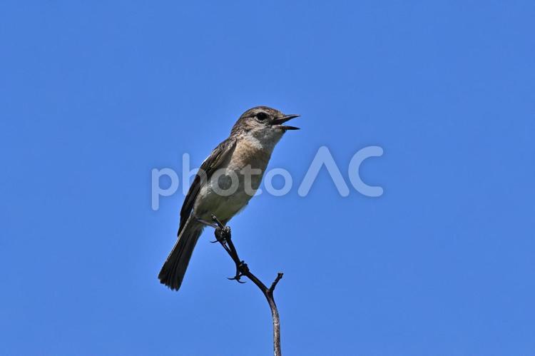 ノビタキ ノビタキ,野鳥,スズメ目の写真素材
