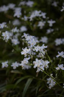 春に咲くシャガの花 春に咲くシャガの花 シャガ,春,山の写真素材