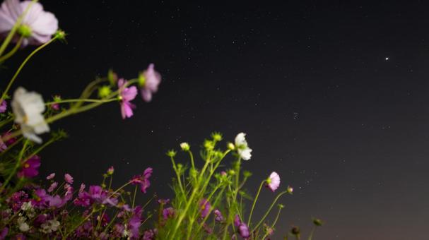 星降る夜に揺れるコスモス 星降る夜に揺れるコスモスの写真