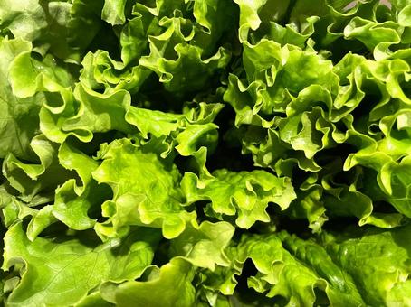 グリーンリーフレタス１３ グリーンリーフレタス,リーフレタス,葉レタスの写真素材