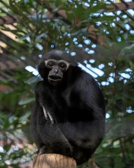 フクロテナガザル 動物,猿,さるの写真素材