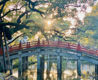 赤い太鼓橋と木漏れ日 赤い太鼓橋と木漏れ日 神社,太鼓橋,赤い橋の写真素材