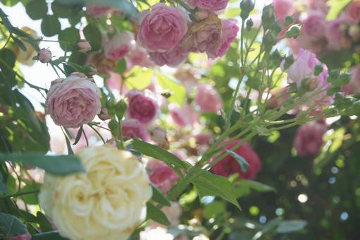 薔薇 薔薇の写真