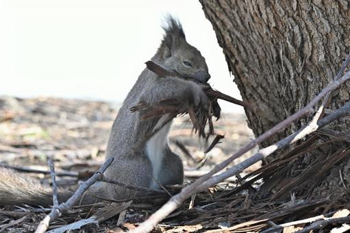Photo, ezolith, collecting nest materials, mammalian, 