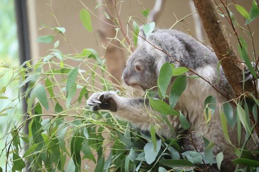 Koala surrounded by eucalyptus leaves, JPG Koala surrounded by eucalyptus leaves, JPG
